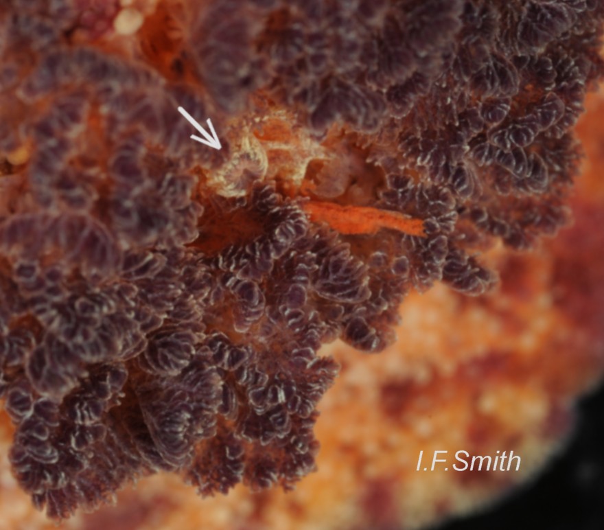 2 Archidoris pseudoargus. Gills arranged around anal papilla (arrow) which is coloured as mantle